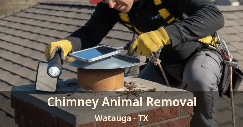 Chimney Animal Removal Watauga - TX